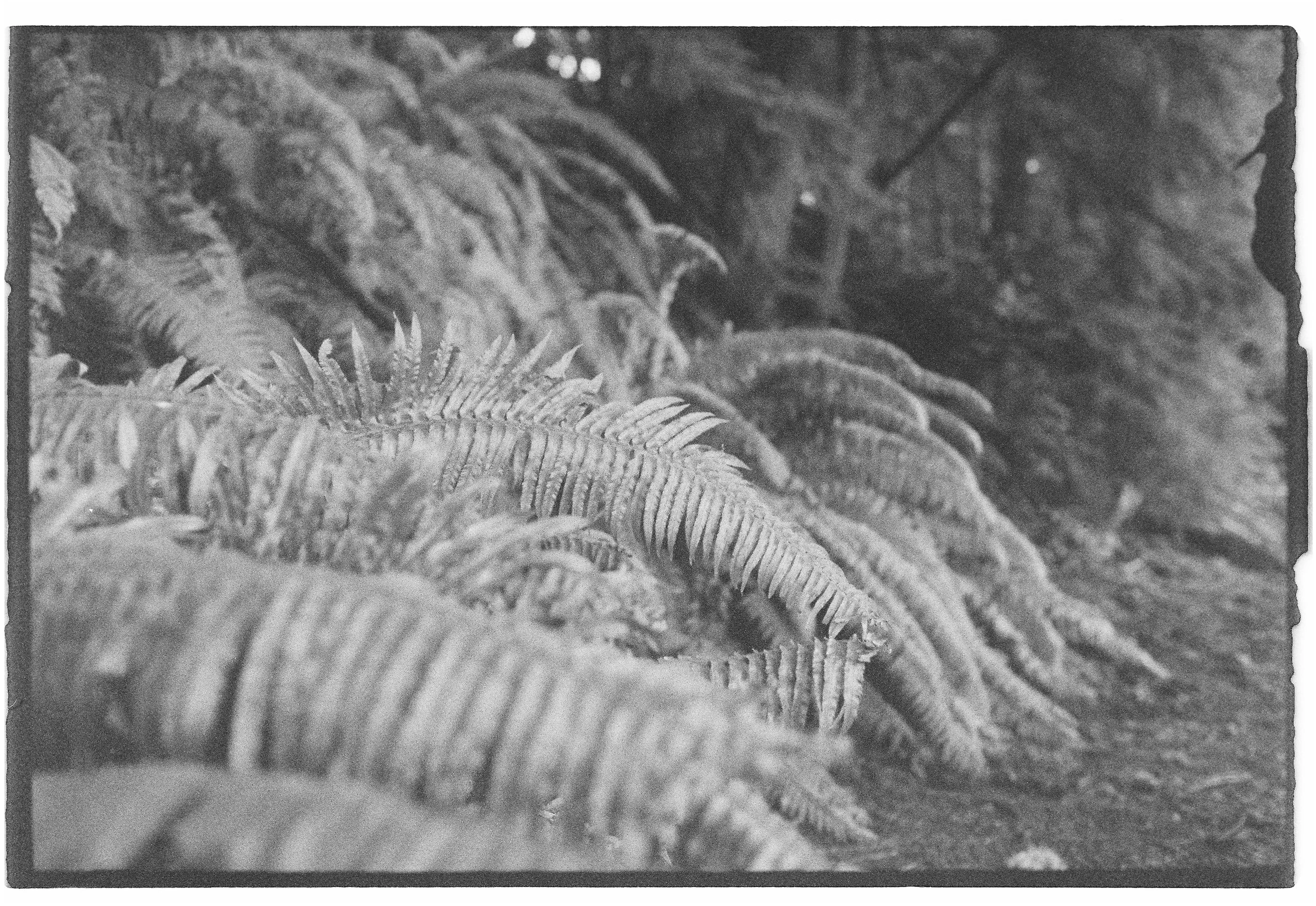 AQ_4581_Tri-X 400_022348-R1-E025.jpg