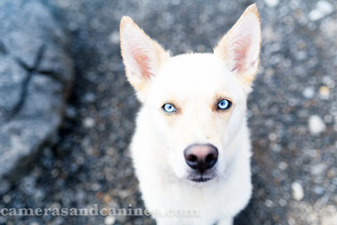 Beautiful rescue dog