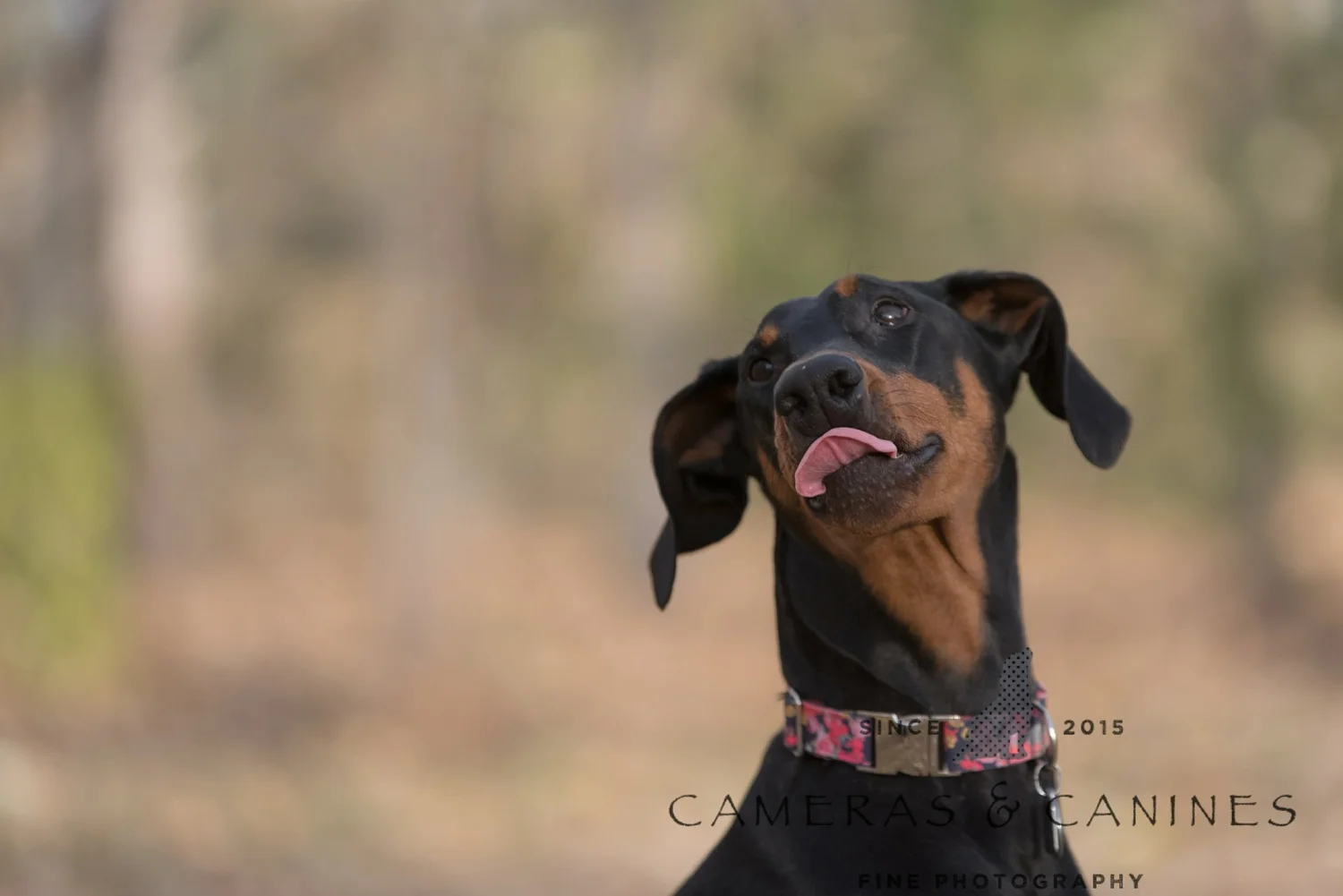 Why Do Dogs Not Look At The Camera