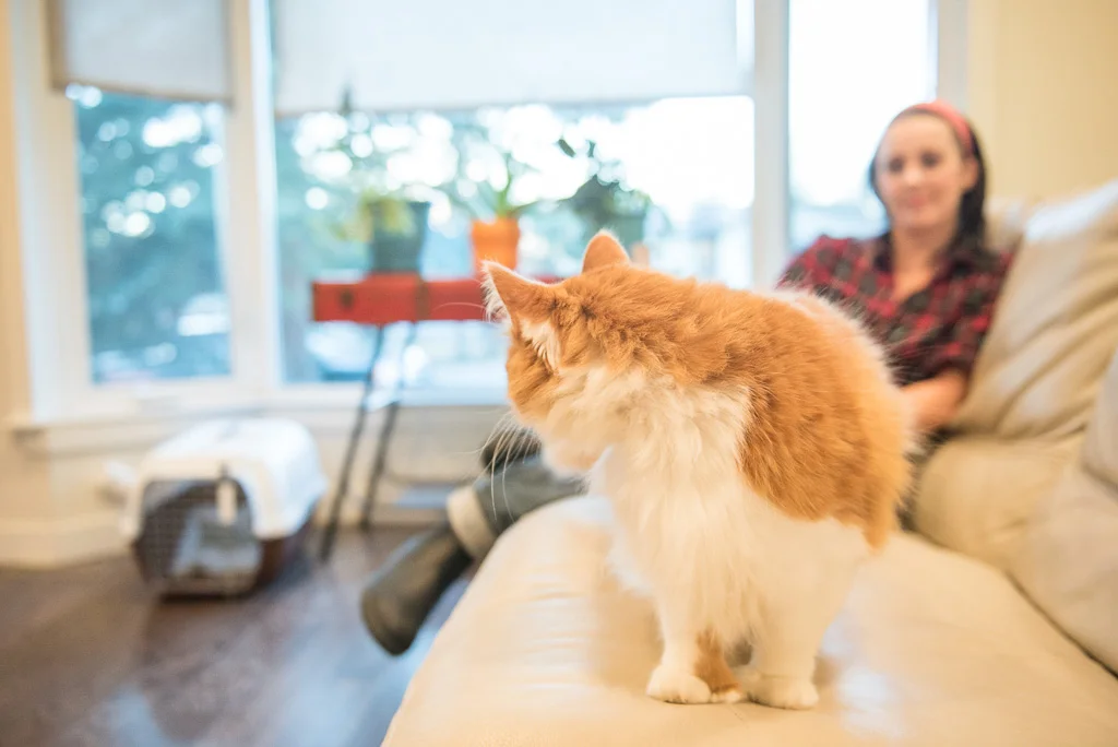 Getting ready for vet