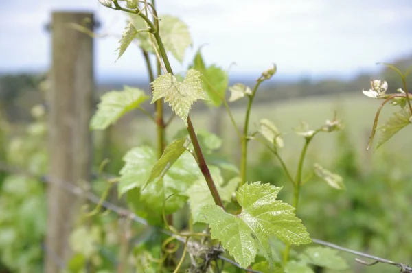 Red Hill shines in Autumn & Winter
