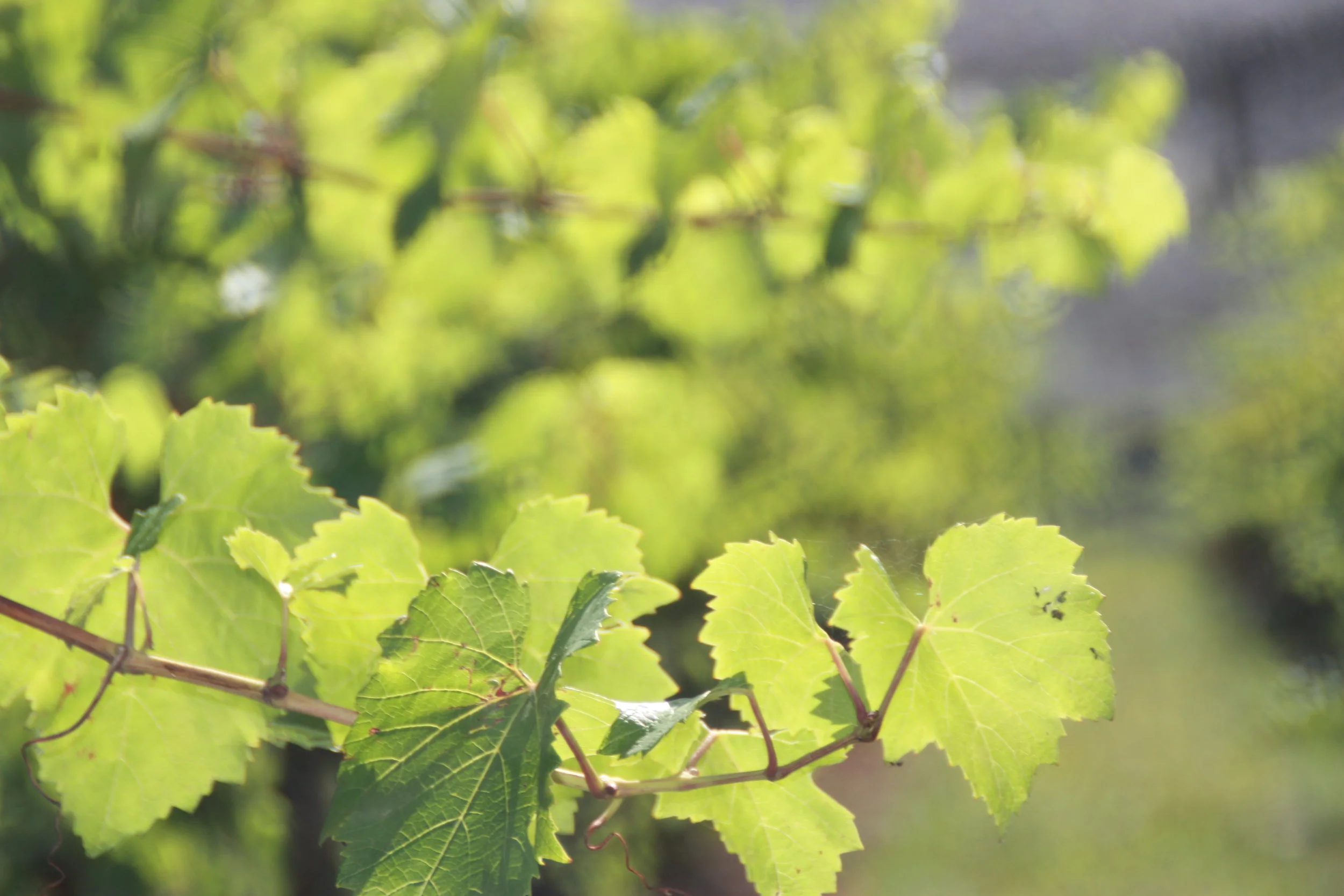 Cornish charm at Polperro
