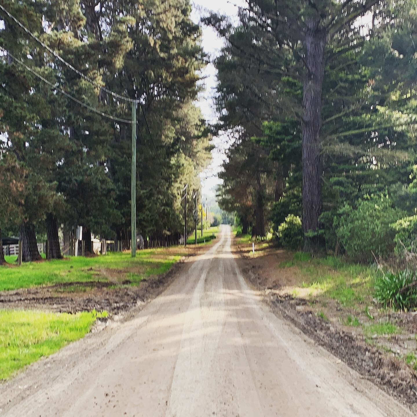 How lucky the people of #redhillsouth are to be able to do their 1 hour of allowed exercise on roads like this! 

#redhill #morningtonpeninsula #winter2020 #walking #covid19 #worldsgonenuts