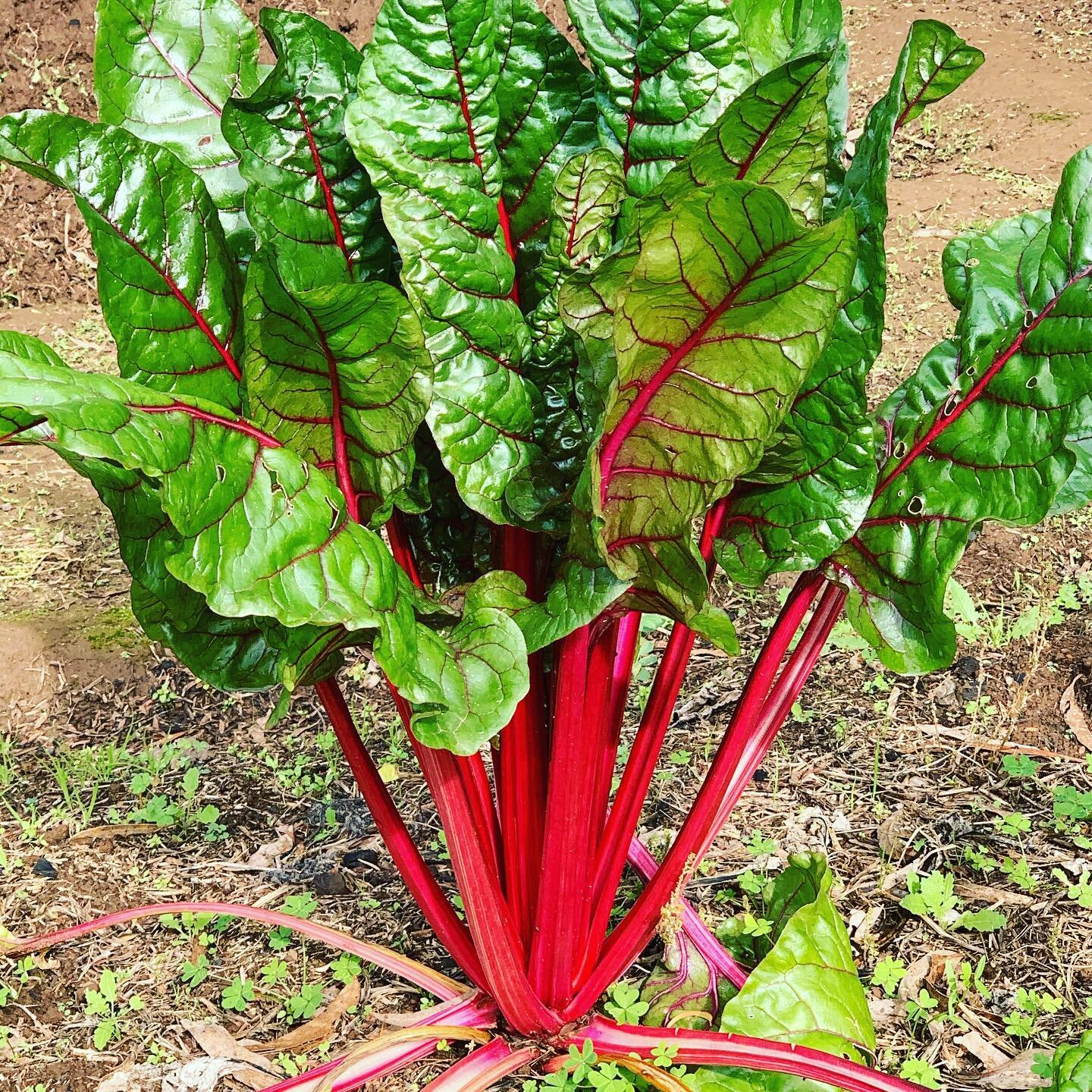 Apparently this is rainbow chard, we just call it pretty silverbeet! 
#visitredhill #redhill #redhillsouth #morningtonpeninsula #homegrown #silverbeet #chard