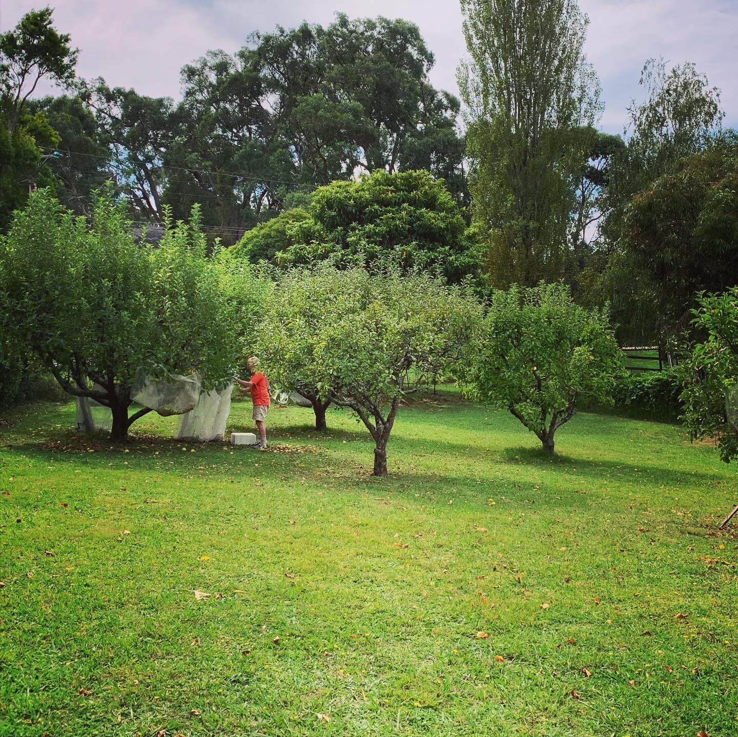 No need to go to the supermarket for essential fruit 🍎 and veg 🍅 down here in #redhill

#morningtonpeninsula #redhillsouth #homegrown