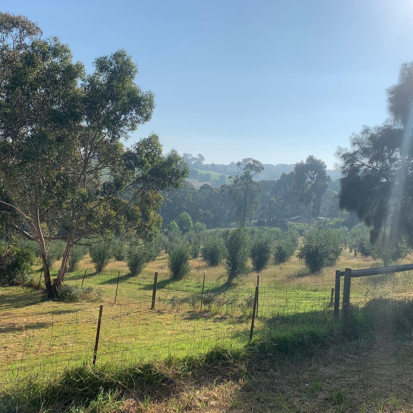 It was a bit of a smoky Christmas Day in Red Hill but the cows didn&rsquo;t seem to mind. 🐄🎄 #redhillsouth #redhill #morningtonpeninsula #christmas #summer