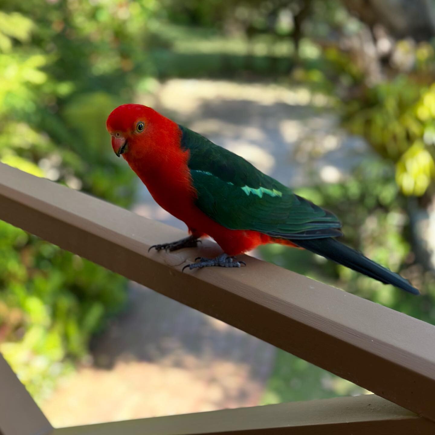 So friendly and its colours are incredible 😍😍😍