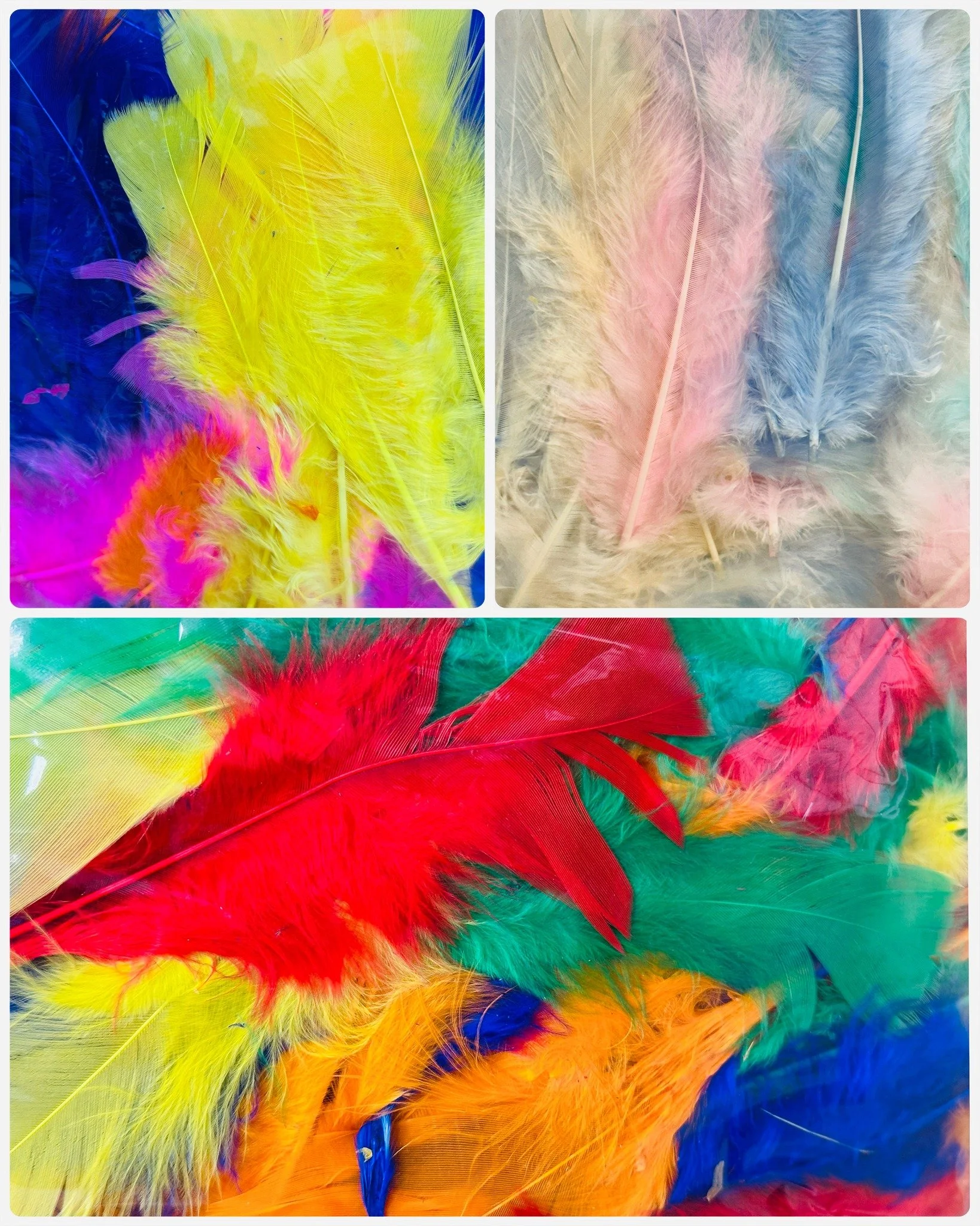 Add another feather to your crafting cap with our colourful turkey feathers.
Great for decorating masks, sculptures and costumes.
While stocks last!