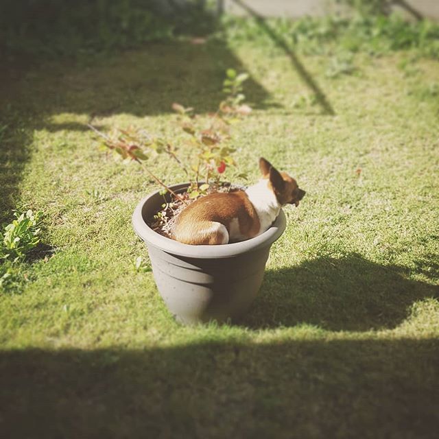 While I admit my new digs doesn't have a big backyard like the last house, I vehemently object to being given shit about it by my dog, Peppa.

#instadogs #dogsoﬁnstagram #chihuahuasofinstagram #pothead #designer #graphic #design #brand #branding #bra