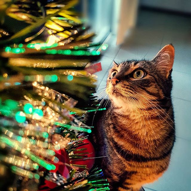 She is the reason the season doesn't go up until JUST before Christmas... #milo #catlove #instacat #christmas #christmascat #catstagram #catsofinstagram #creativore