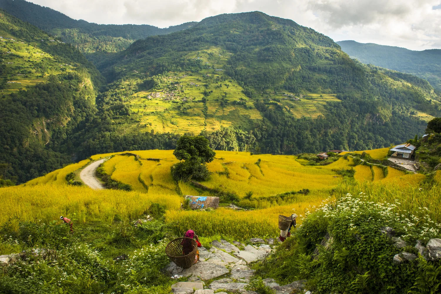 A Nepalese woman tends to her harvest in lower Annapurna Circuit trek.
