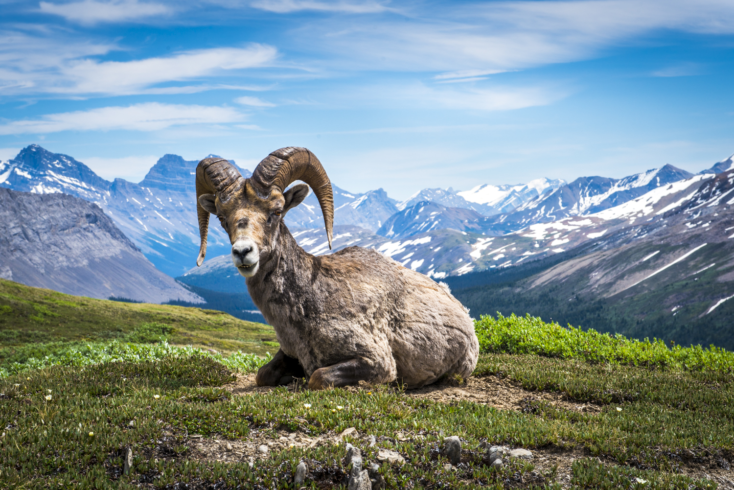 A mountain goat rests in the meadows of Mount Wilcox.