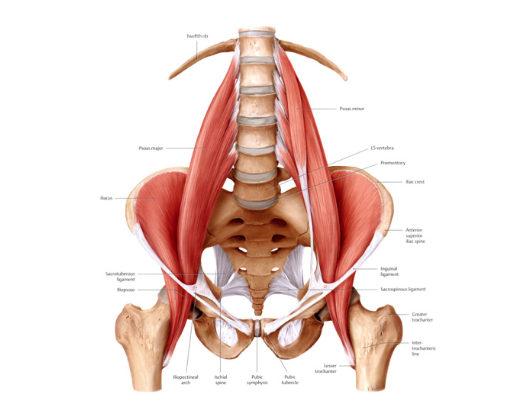 psoas.jpg