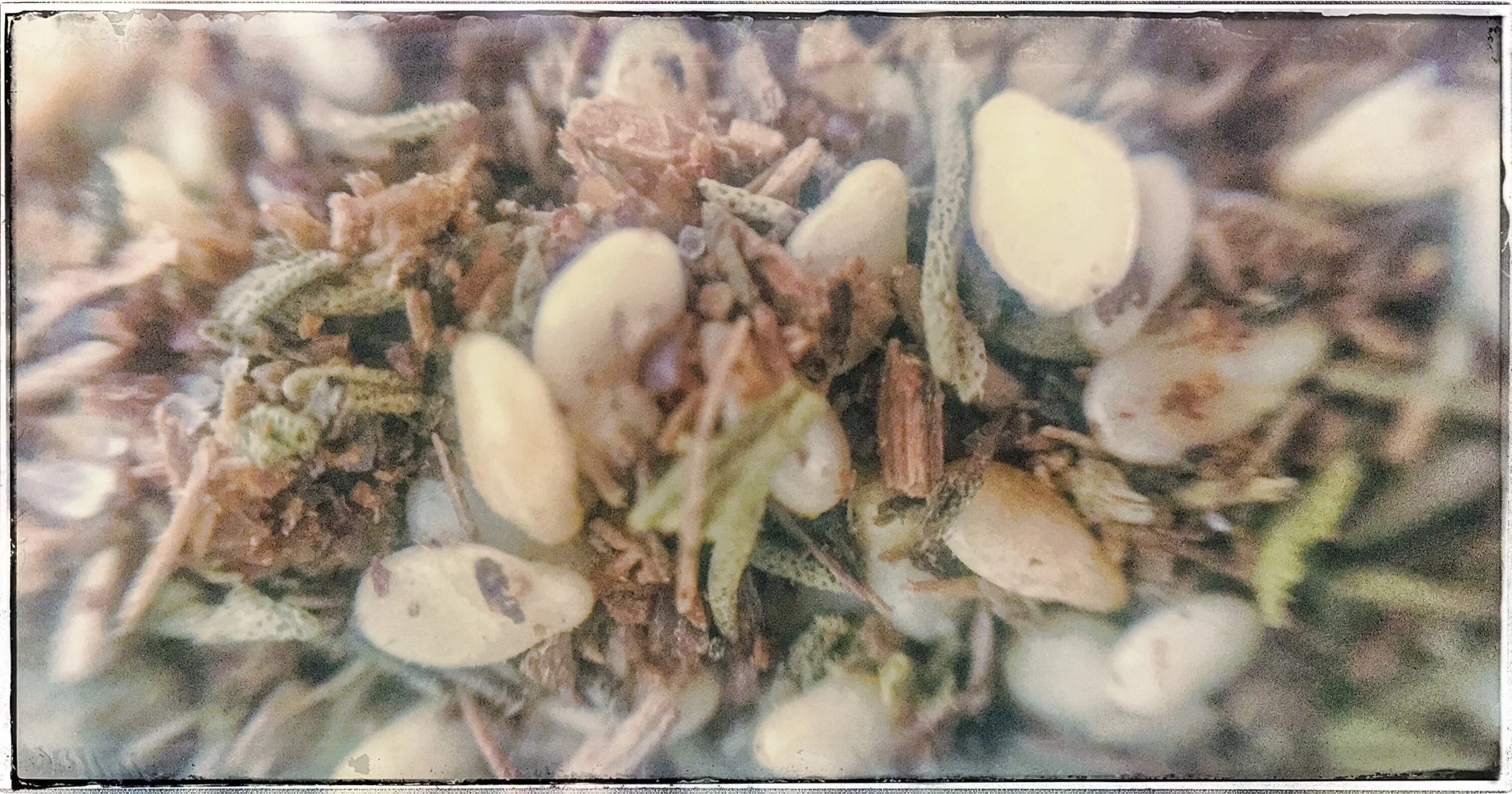 zatar-macro.jpeg