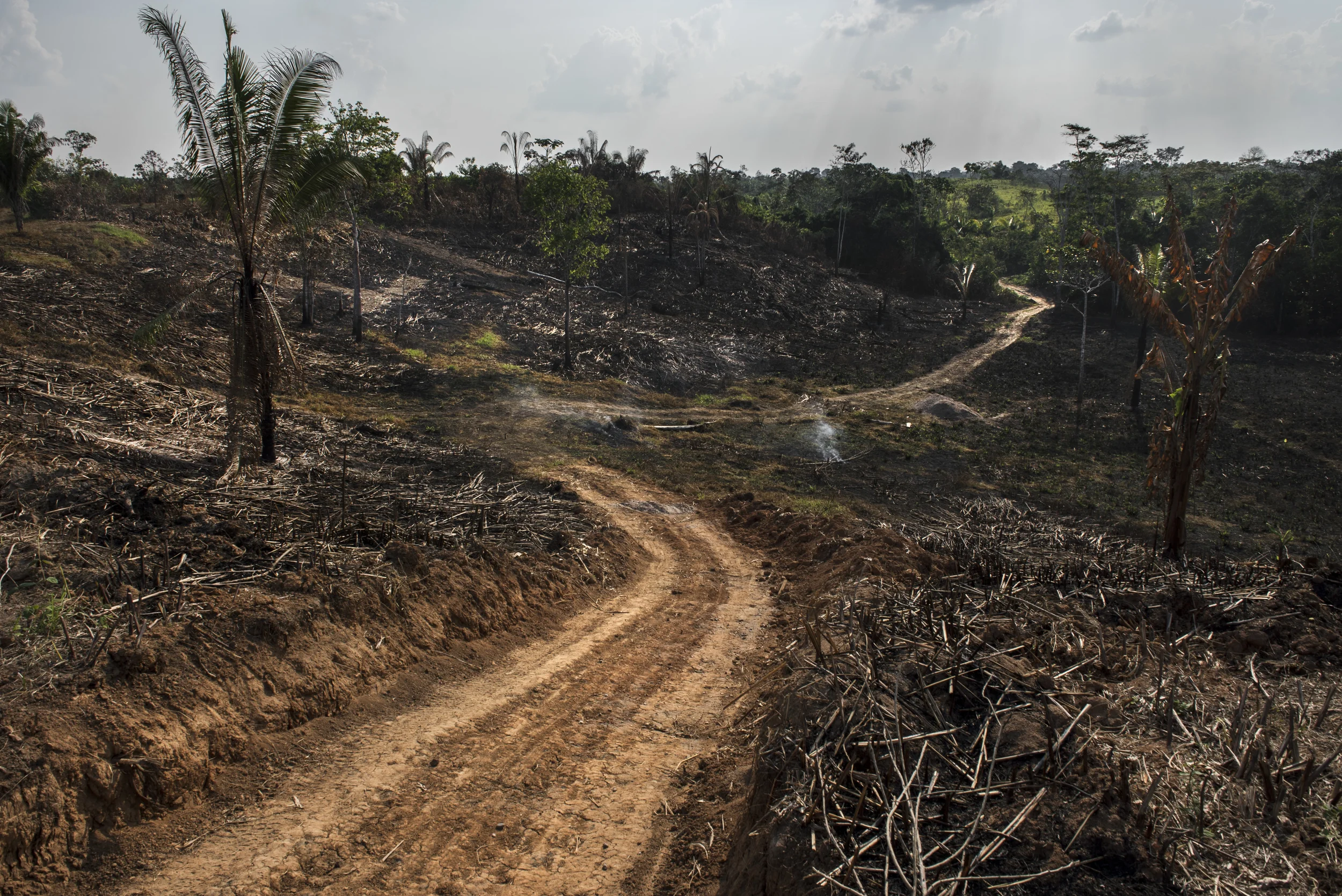 The Fading Amazon