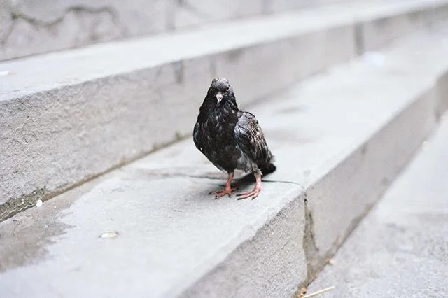 Wet pigeon 
#pigeon #pigeonpose #florence #italy #filmphotography #kodak #portra400
