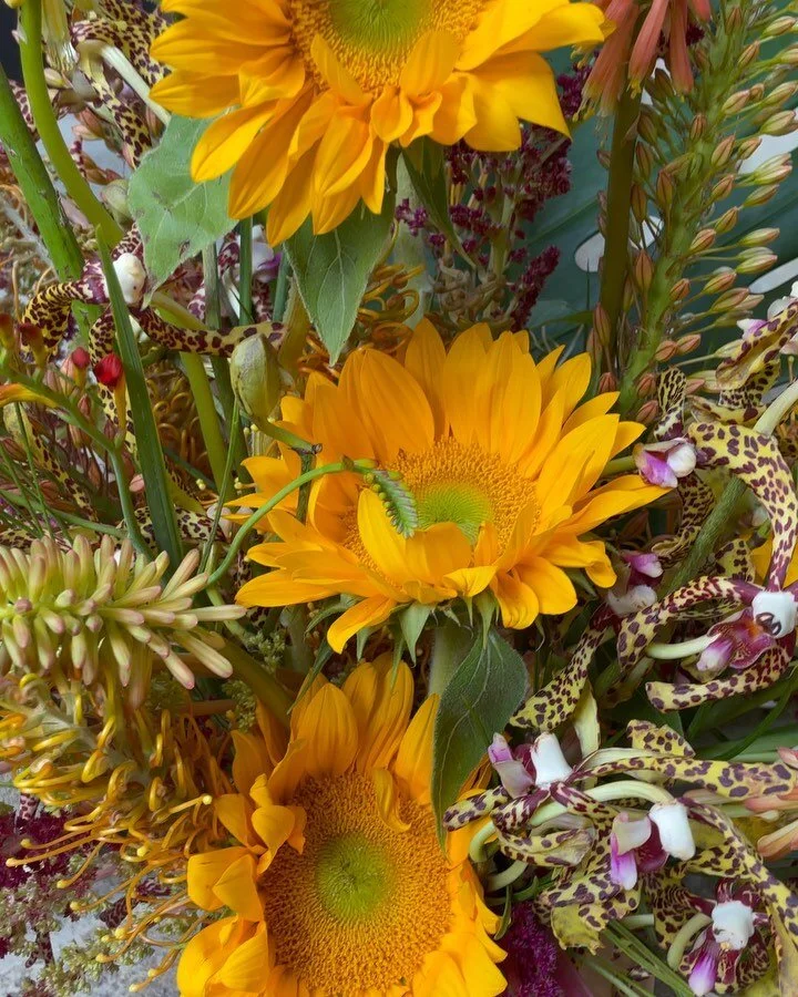 Spottieottiedopalicious Angel #floriconventoflowers