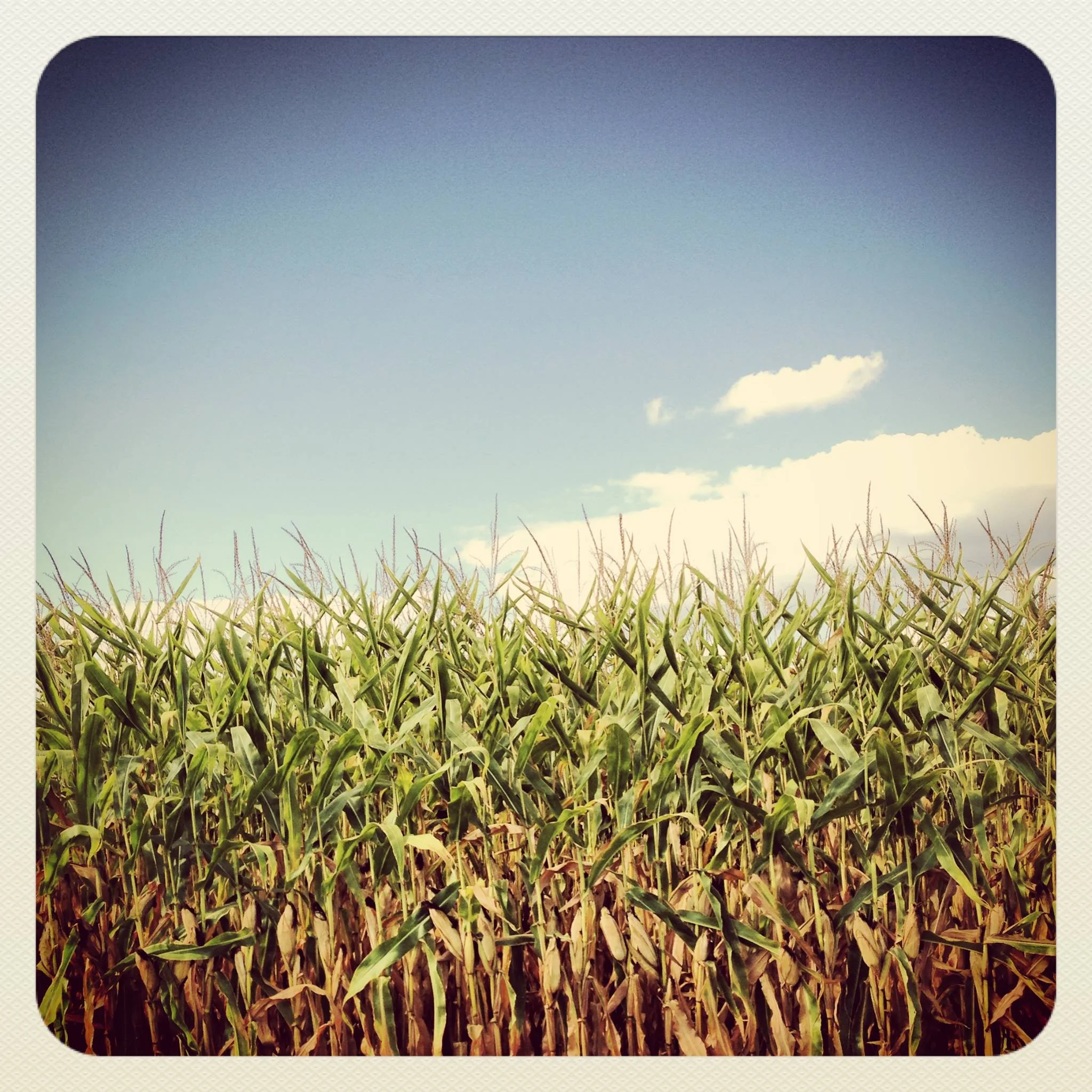 Illinois cornfield near my hometown