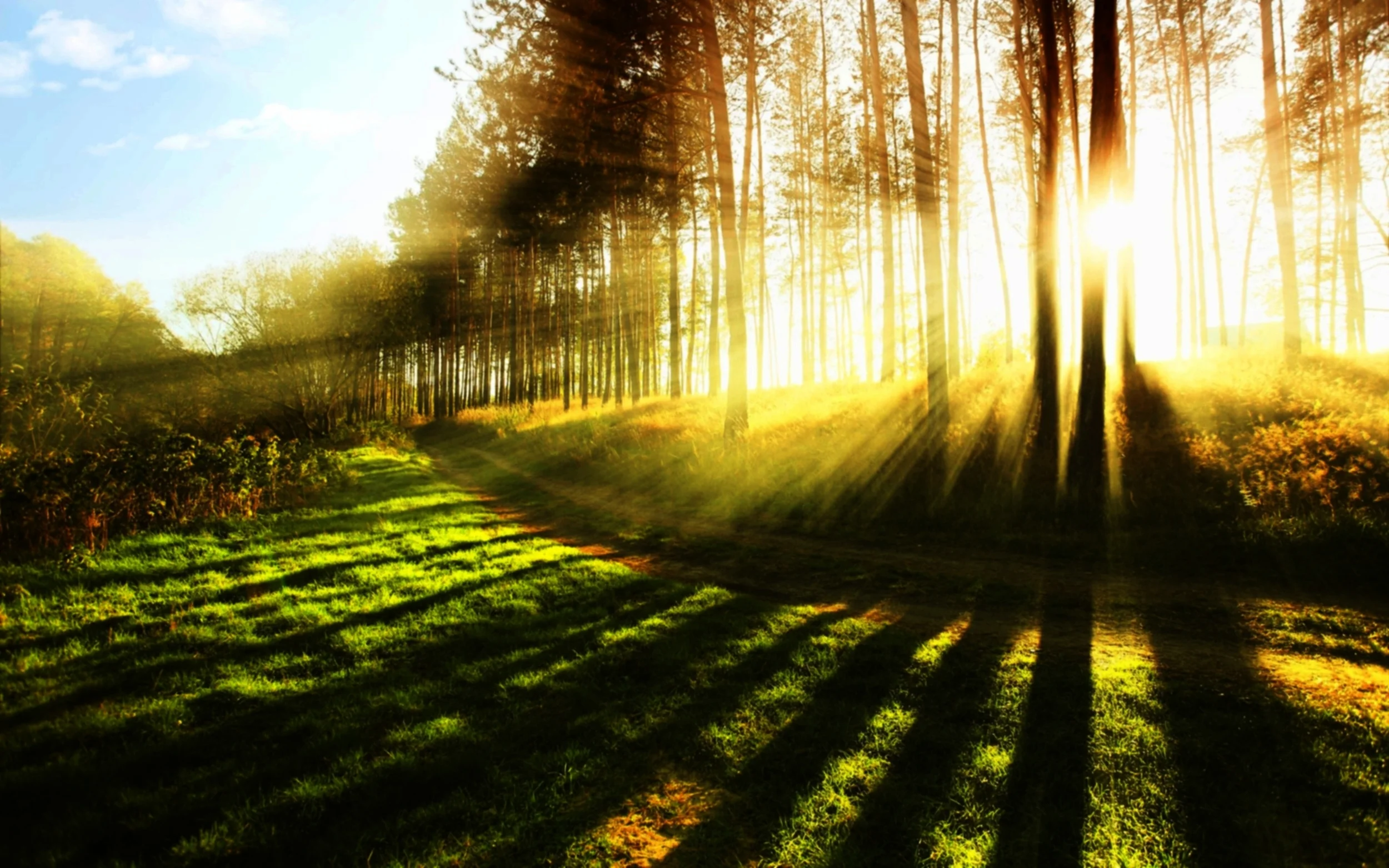 sunlight through trees.jpg