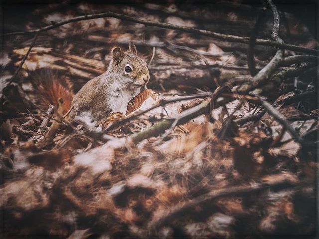 Used a vintage 500mm f8 mirror lens on my #gh5. It's just a #squirrel #nature #wildlife #photography #fineart #art #oldlens
