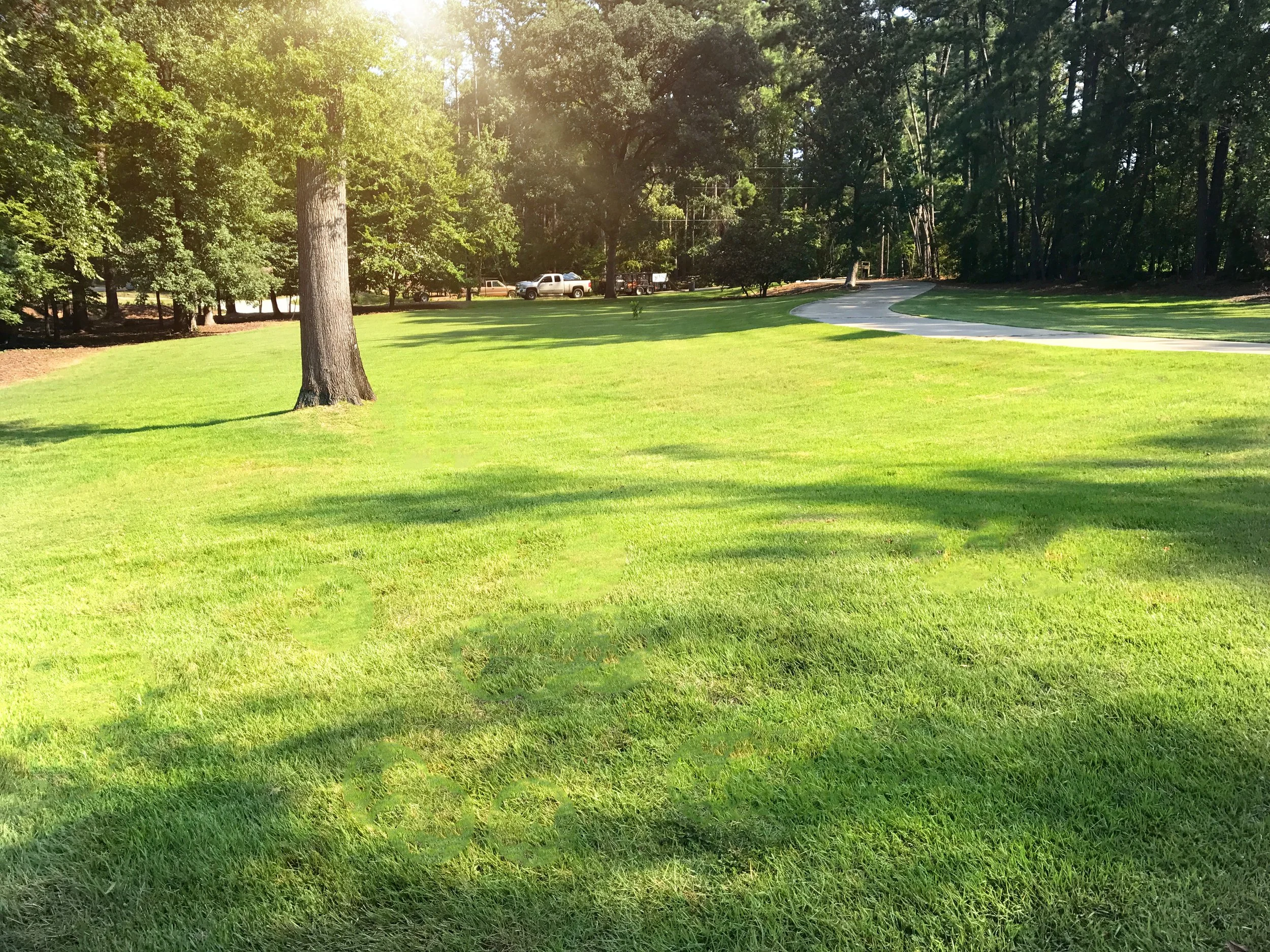 A lush green park with a large tree and a curved path, with sunlight filtering through the trees.