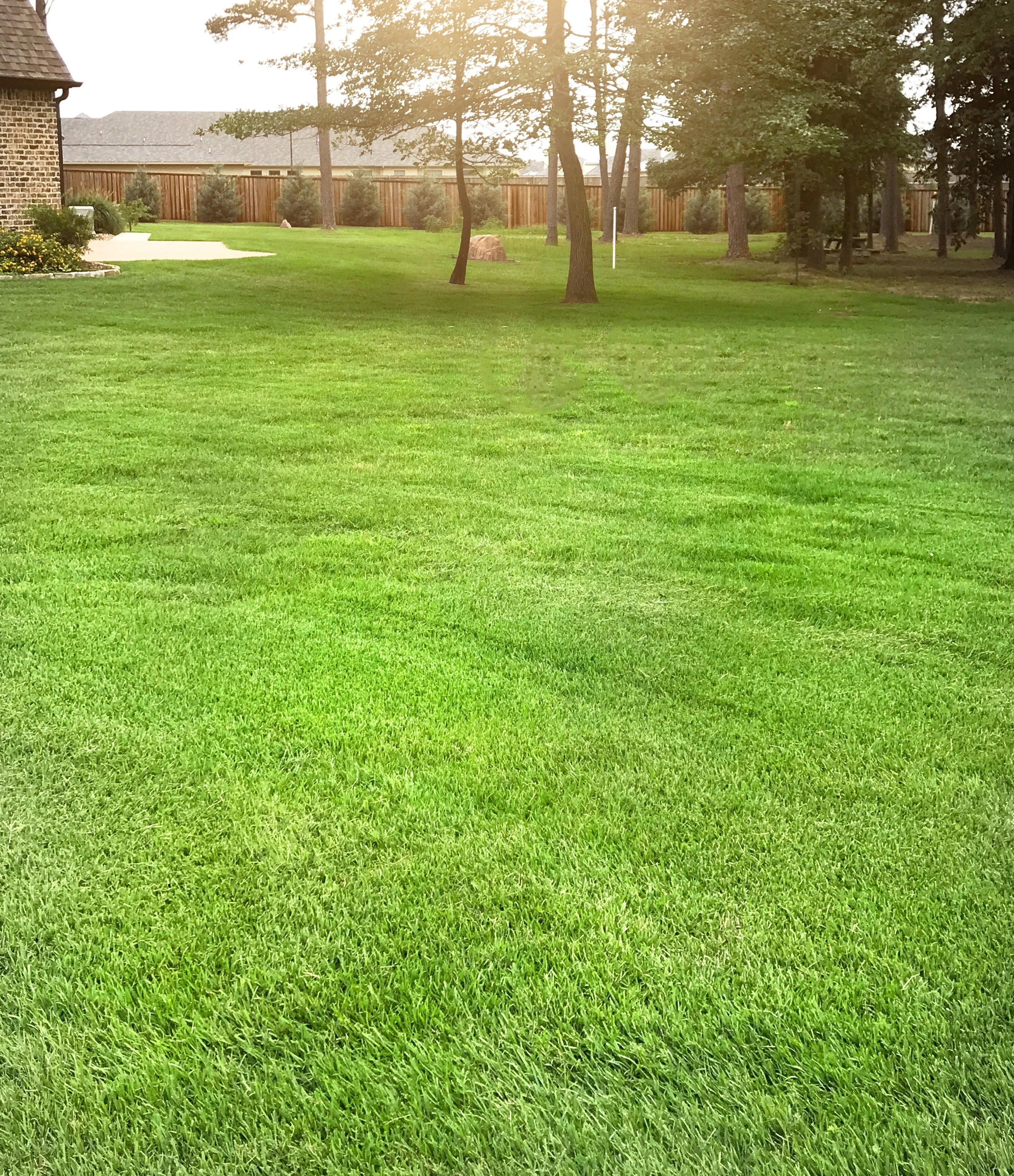 A backyard with well-maintained green grass, trees, a brick house on the left, and a wooden fence in the background. The sunlight is filtering through the trees, creating a warm glow.