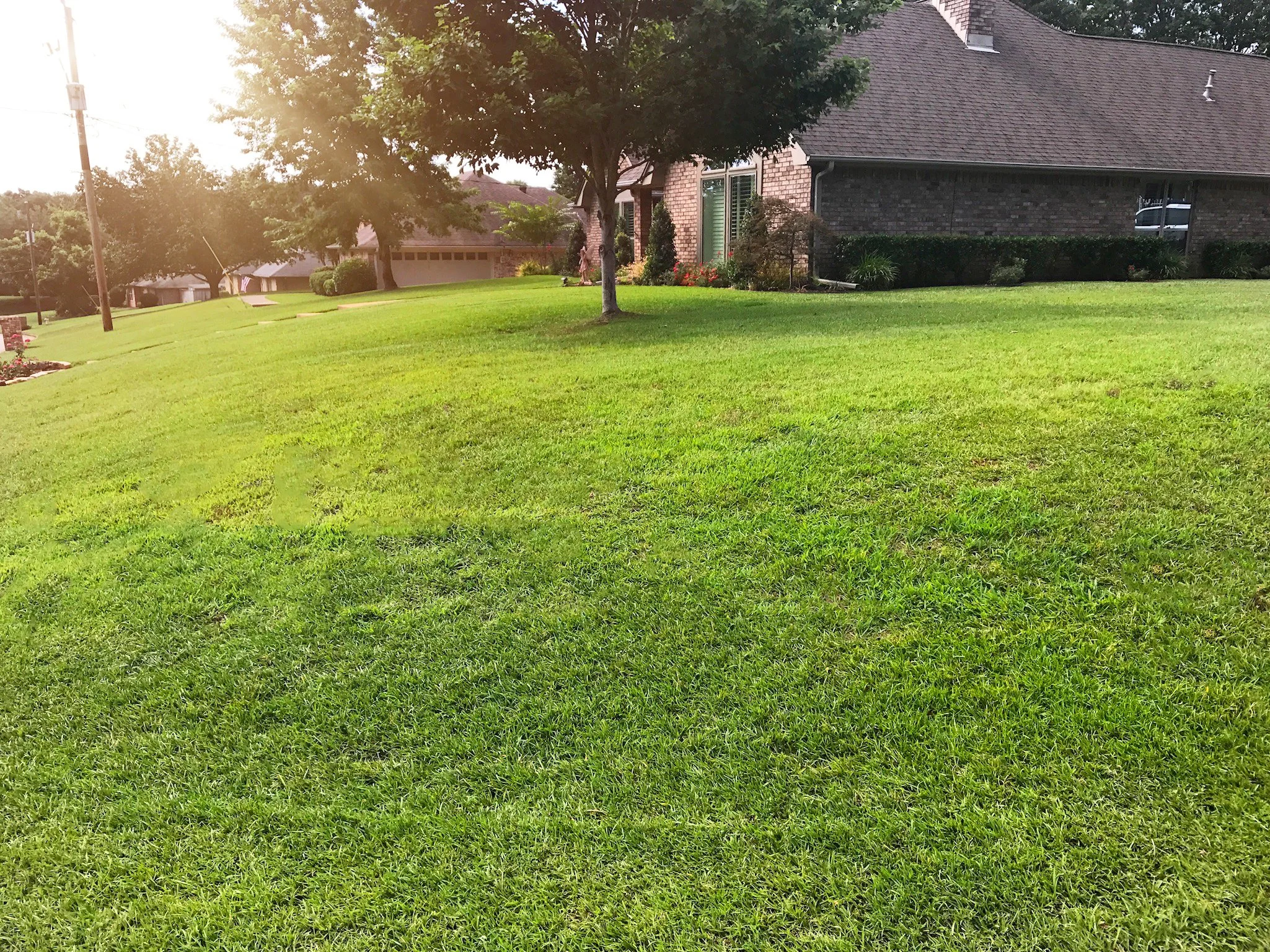 A grassy front yard with a large tree, a brick house, and a driveway in a suburban neighborhood during daylight