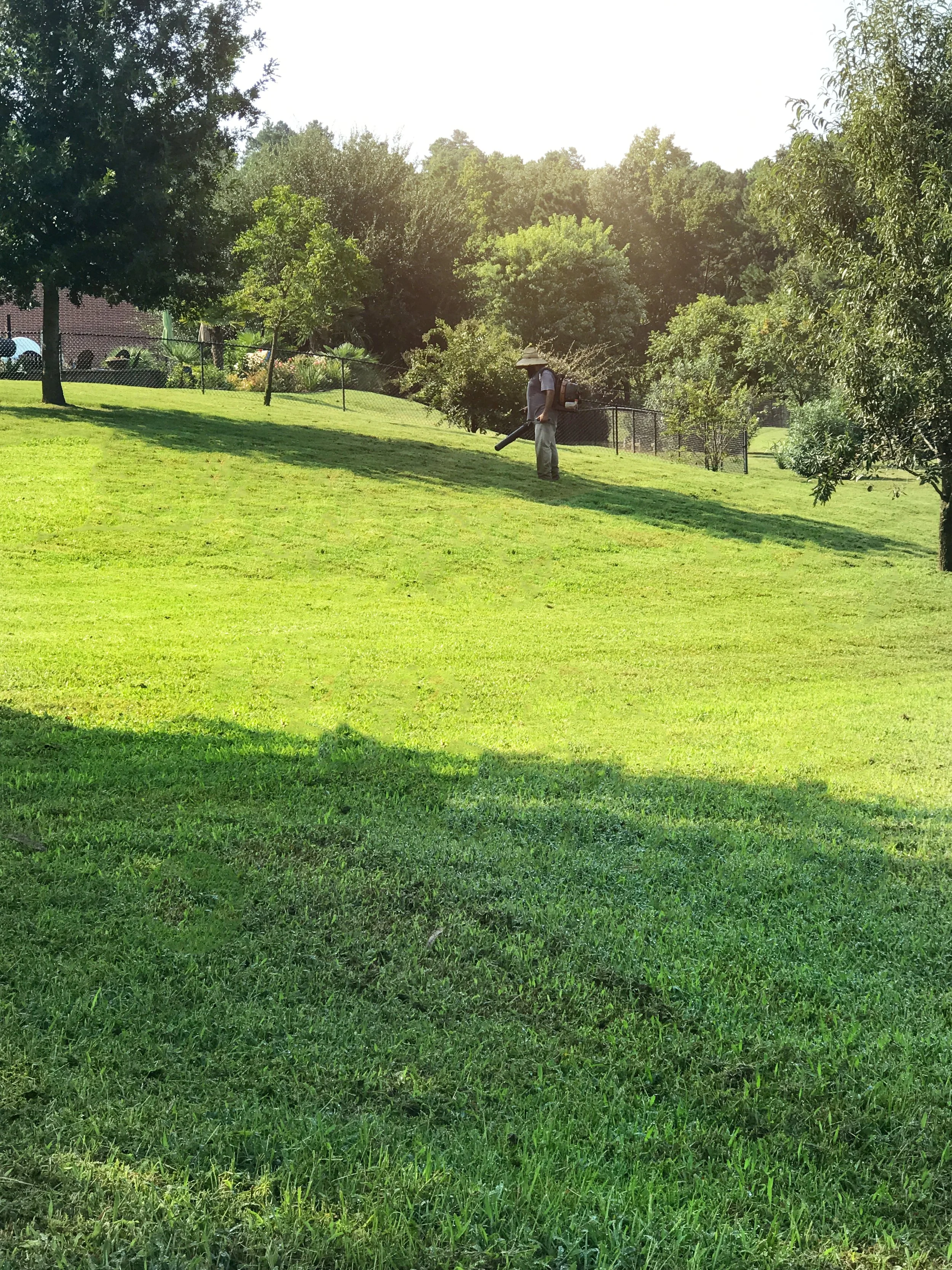 A person wearing a hat and backpack is mowing a grassy hillside with a leaf blower or similar equipment on a sunny day in a park or yard surrounded by trees and a black fence.