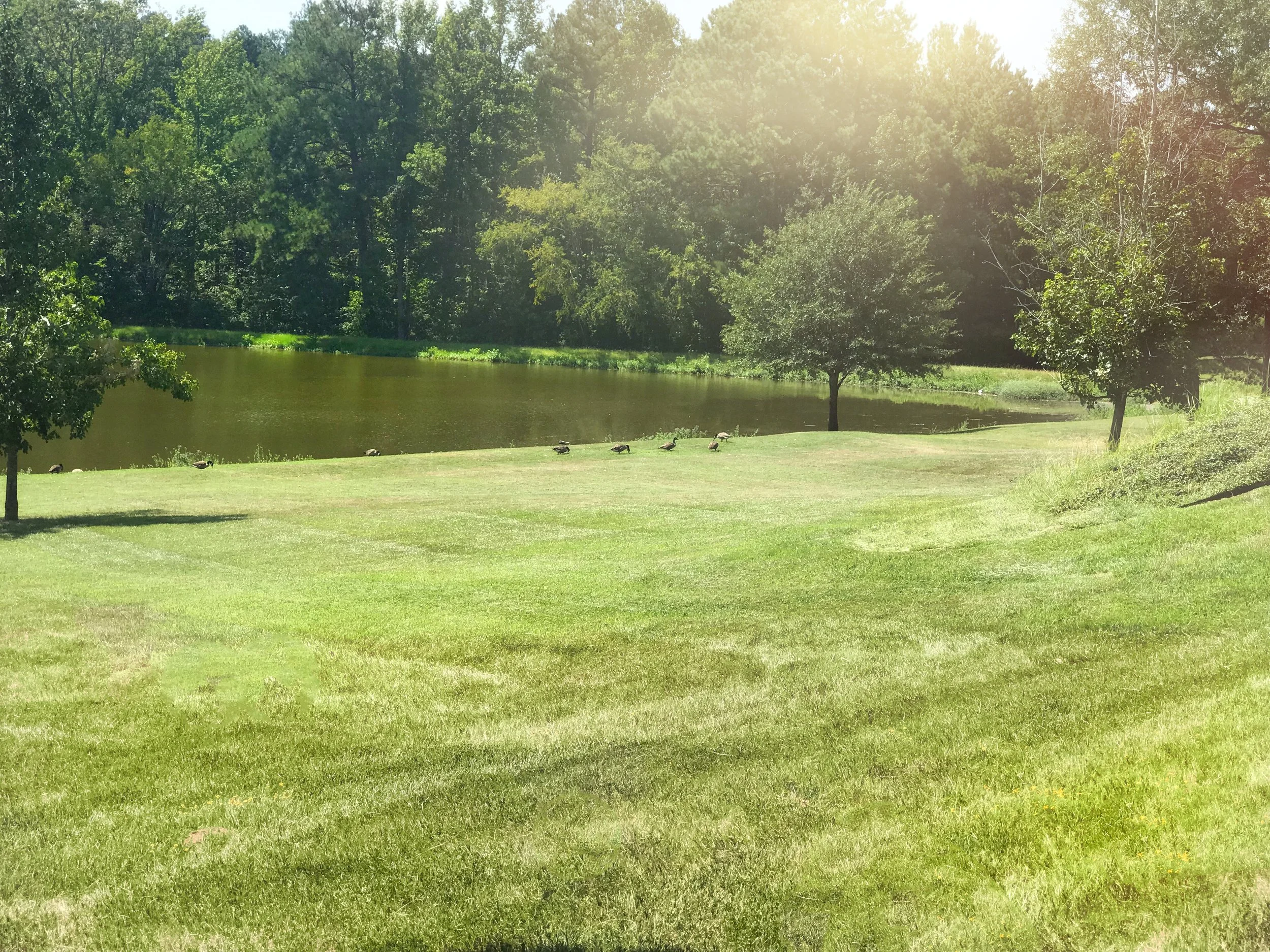A peaceful park scene with a grassy field, trees, a river, and a flock of ducks near the water, with sunlight filtering through the trees.