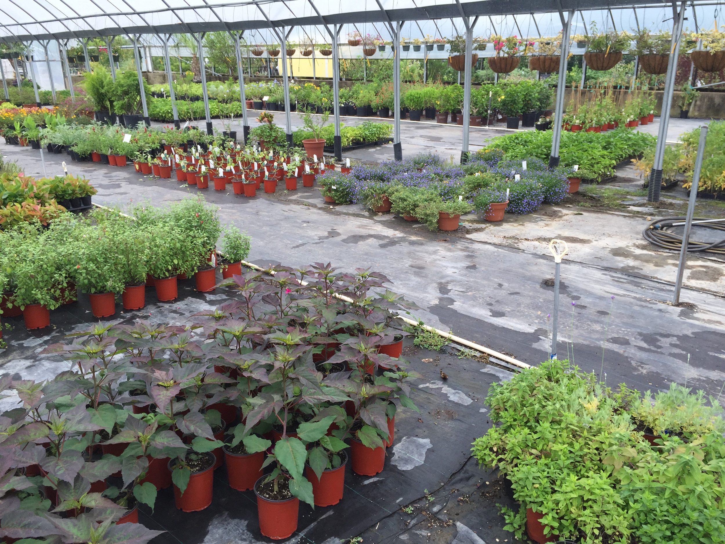 Greenhouses 4 & 5 pictured