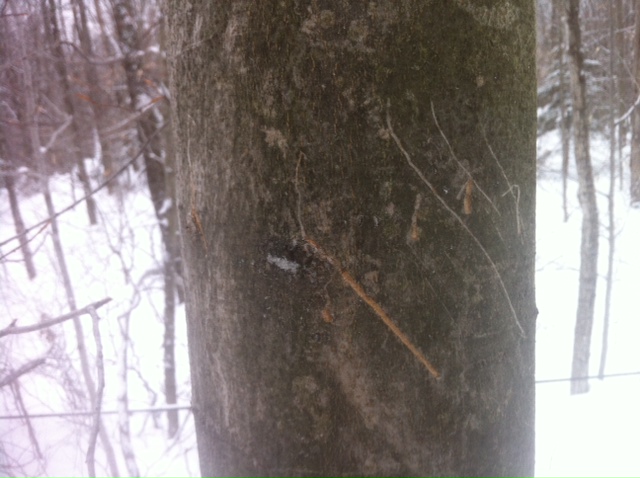 Bear claw marks on a young beech tree as it climbed up to gather beech nuts.