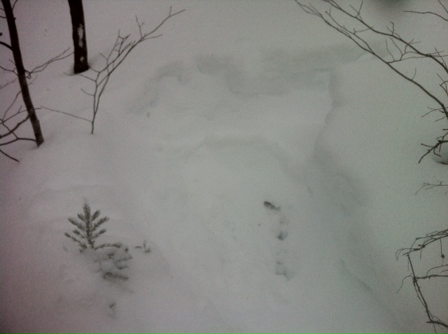 A moose bed. 