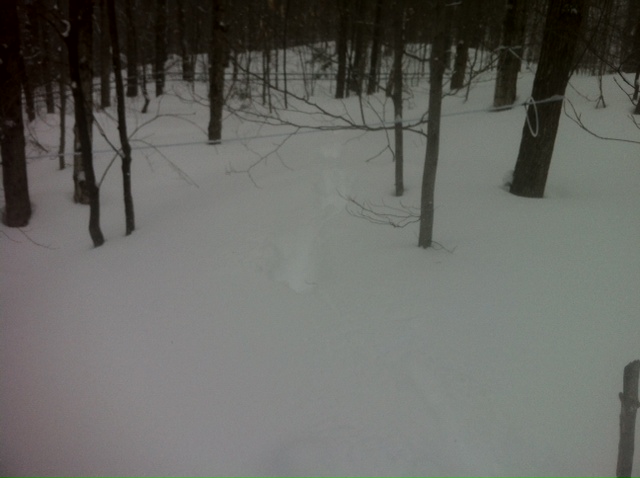Moose tracks walking away from the bed. 