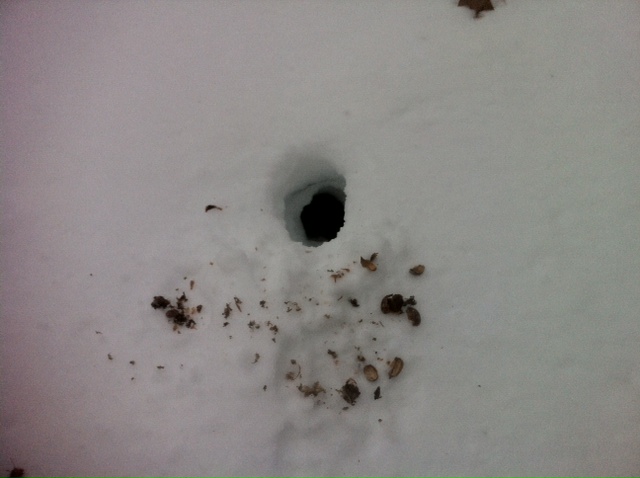 Squirrel nest with food cache.
