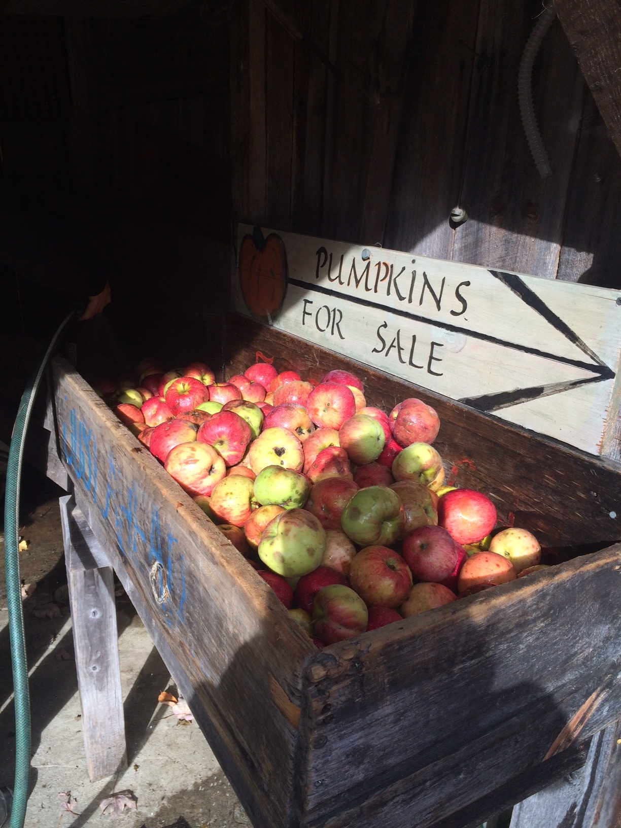 The beginning of the press where apples are sorted and washed.