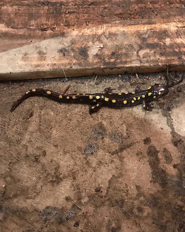Oh man. Unexpectedly, it’s the spotted salamander boil tonight. The sugarhouse is between the woods and the pond and the spotteds spend a couple of nights walking through the sugarhouse en route to the pond. We wait for this night every year. The perfect end to a 15-hour boil. #springishere #misterpfister #spottedsalamander