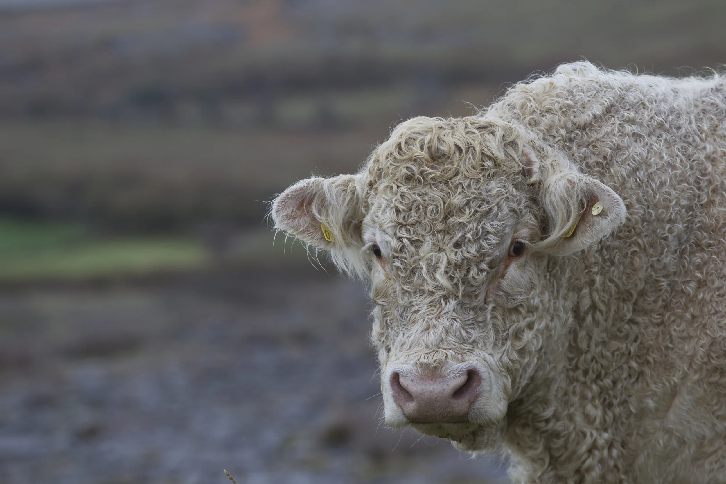 World Wildlife Fund Magazine