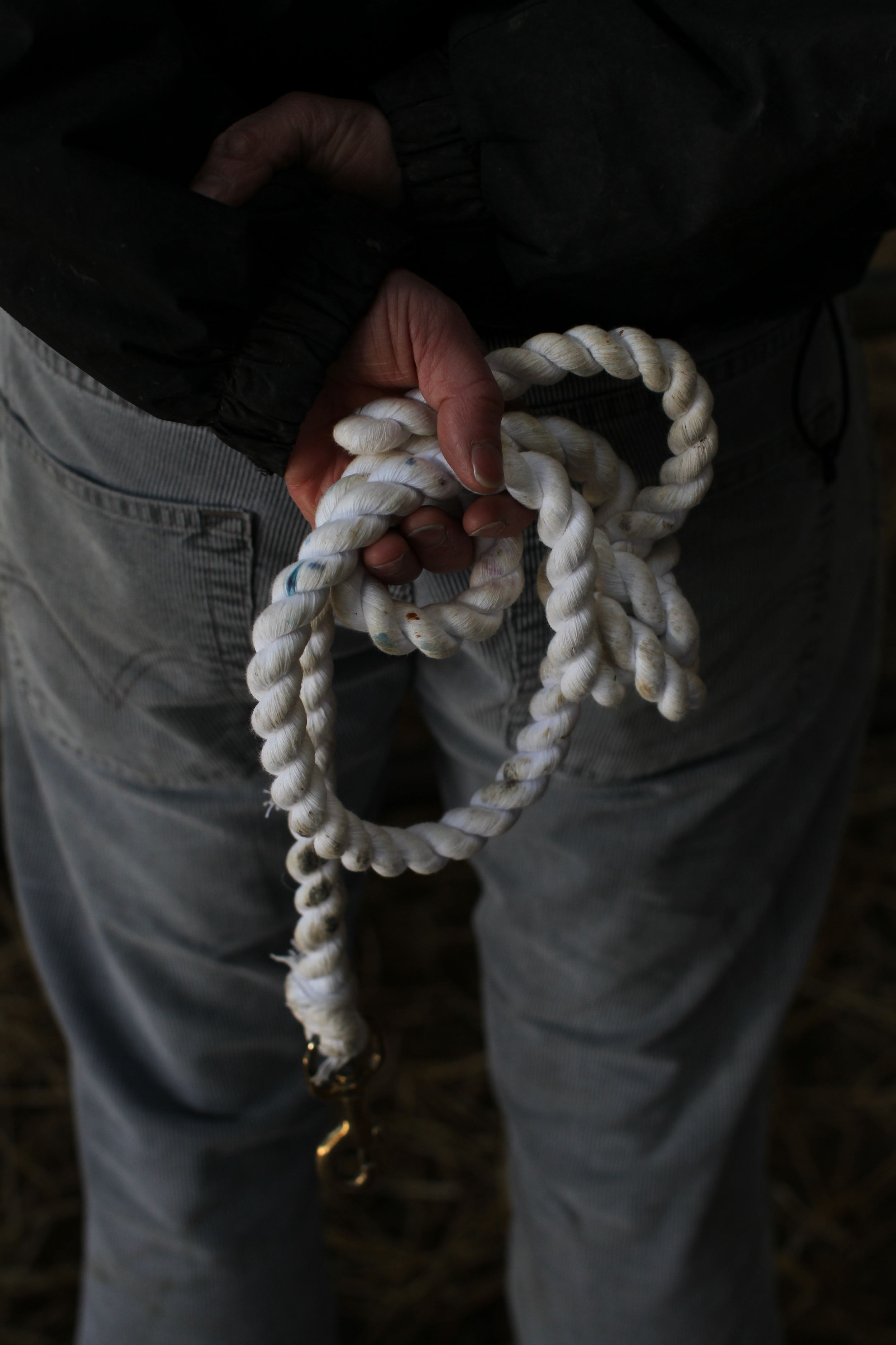 Charolais Show Elphin 006.JPG