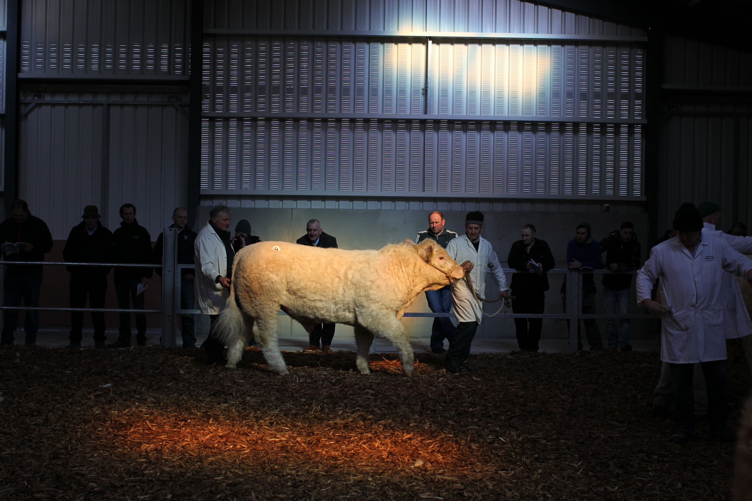 Charolais Show Elphin 008.JPG