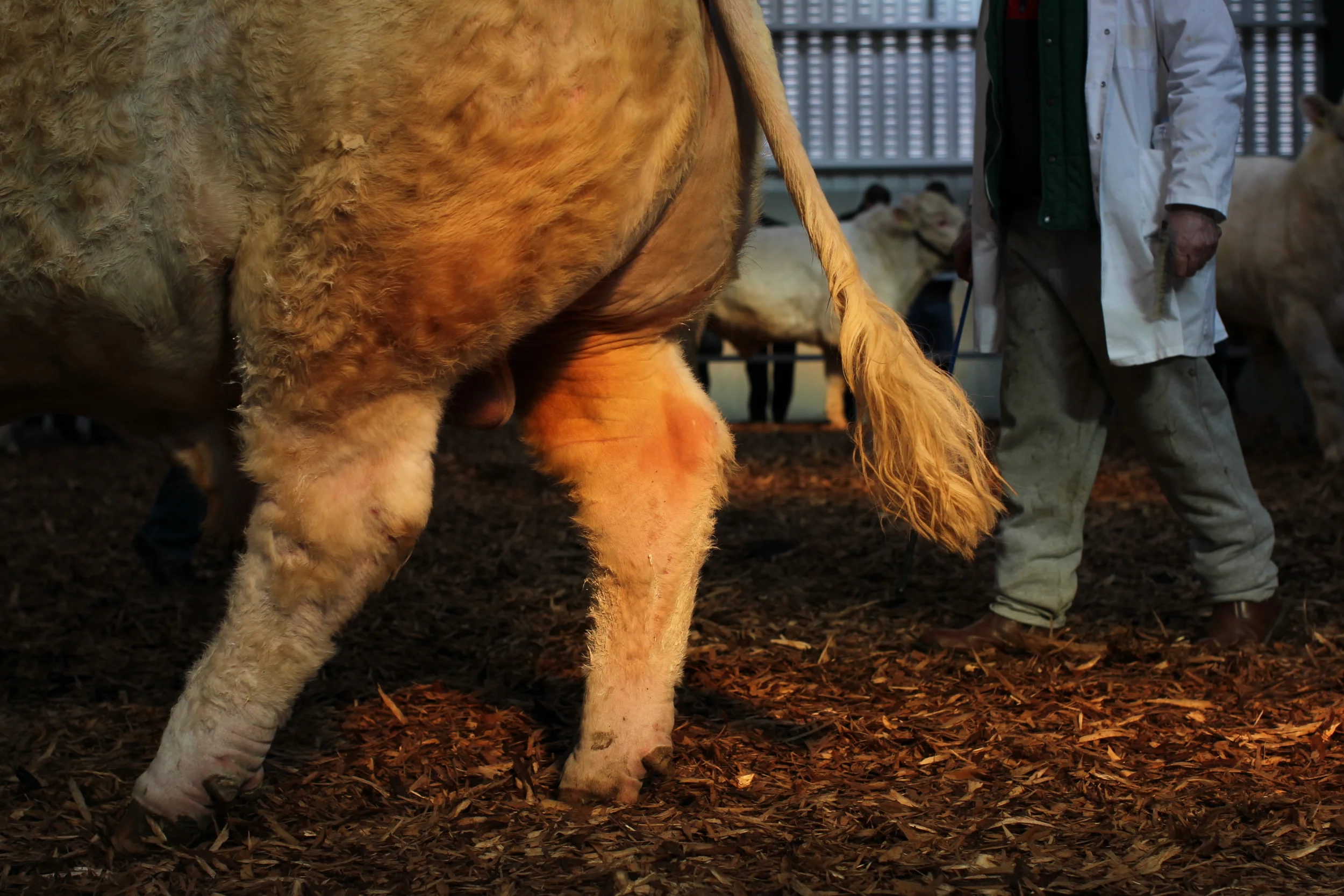 Charolais Show Elphin 009.JPG