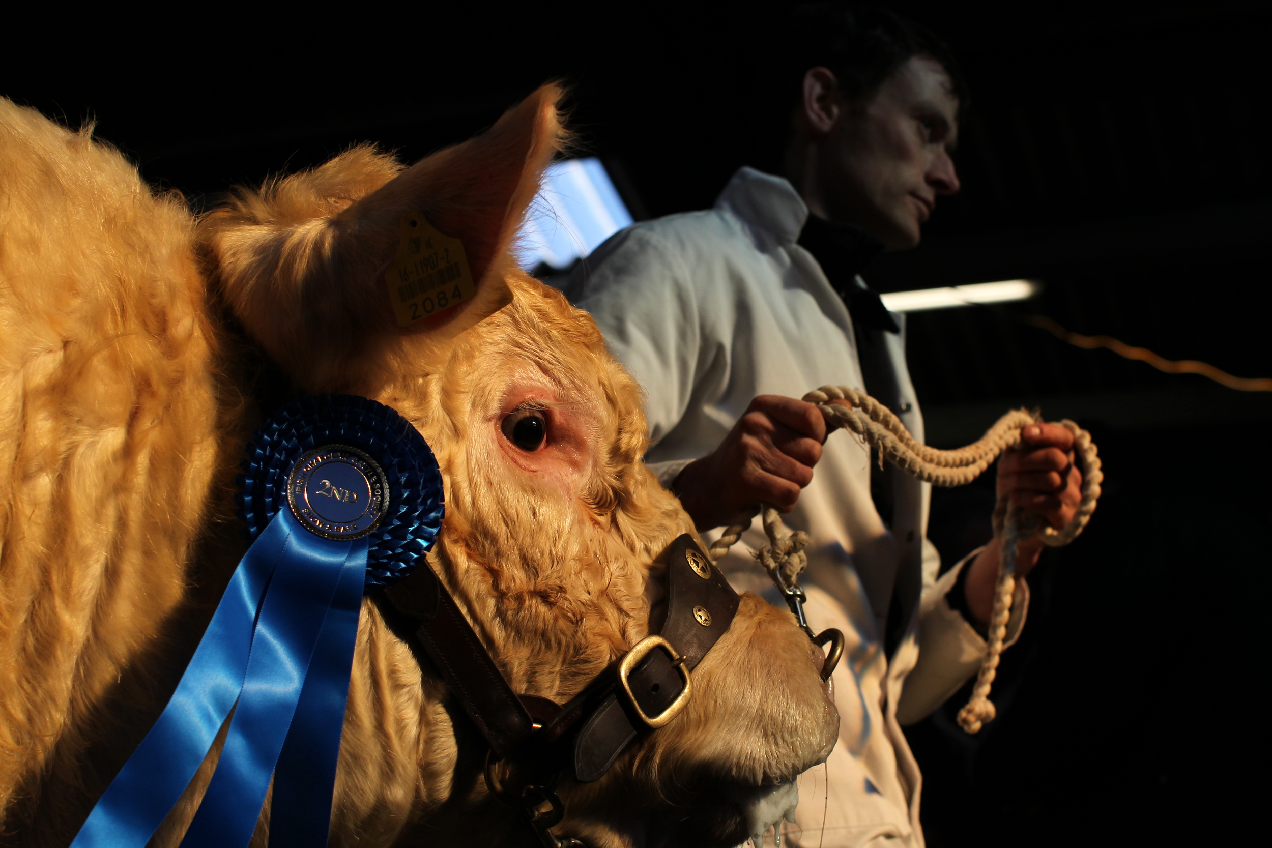 Charolais Show Elphin 021.JPG
