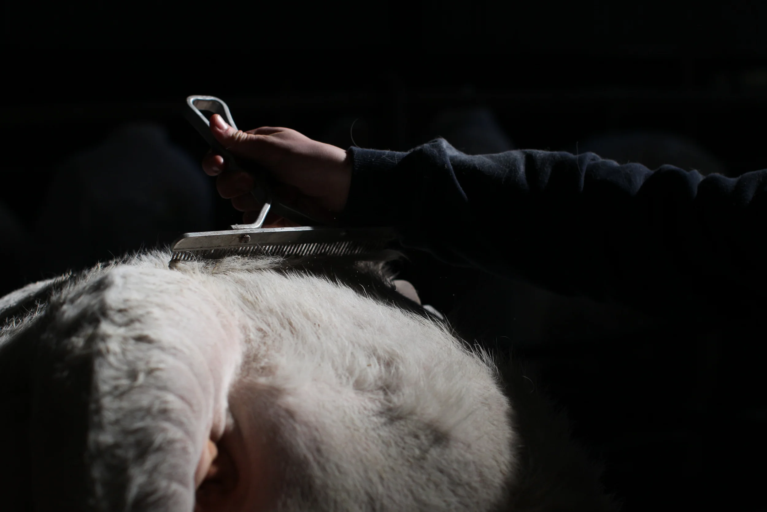 Charolais Show Elphin 023.JPG
