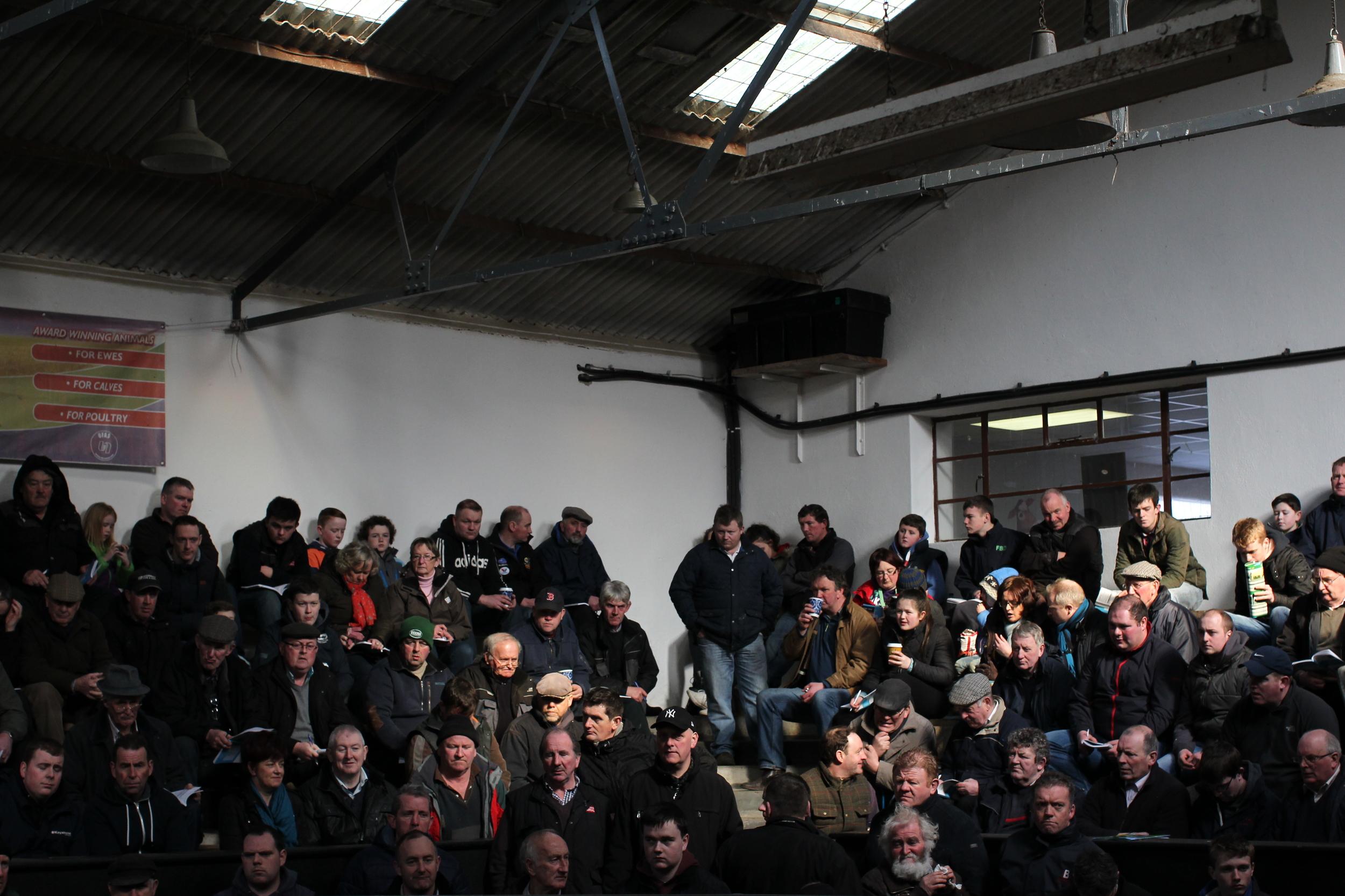 Charolais Show Elphin 035.JPG