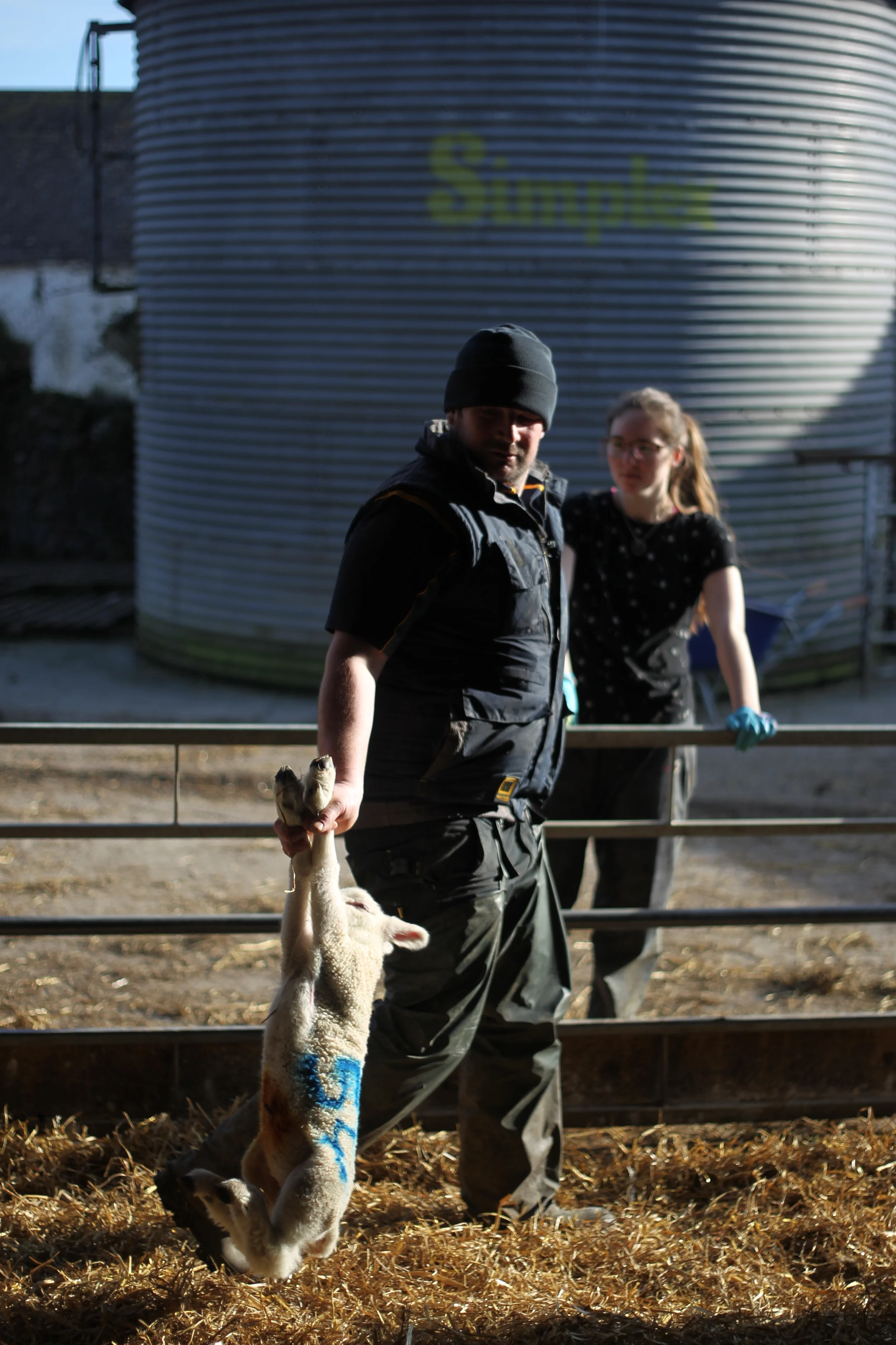 Lambing Nicholson Johnstown-124.JPG