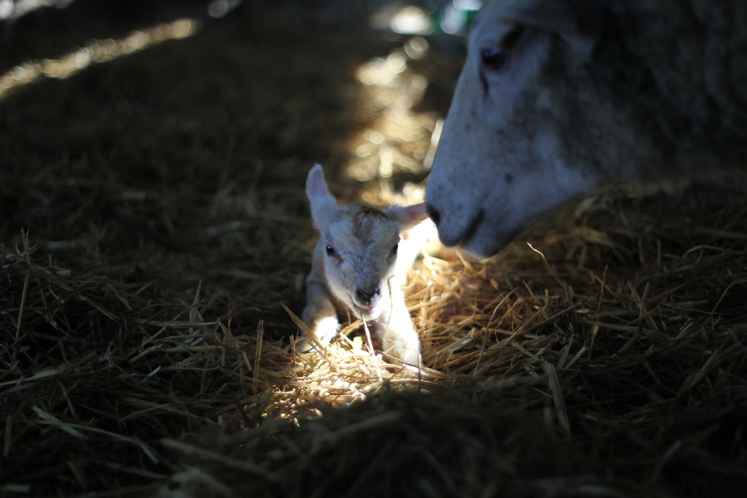 Lambing Nicholson Johnstown-032.JPG