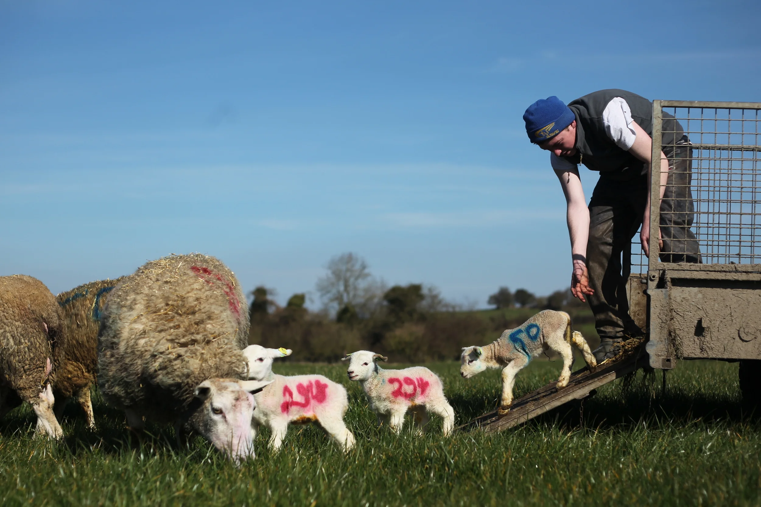 Lambing Nicholson Johnstown-049.JPG
