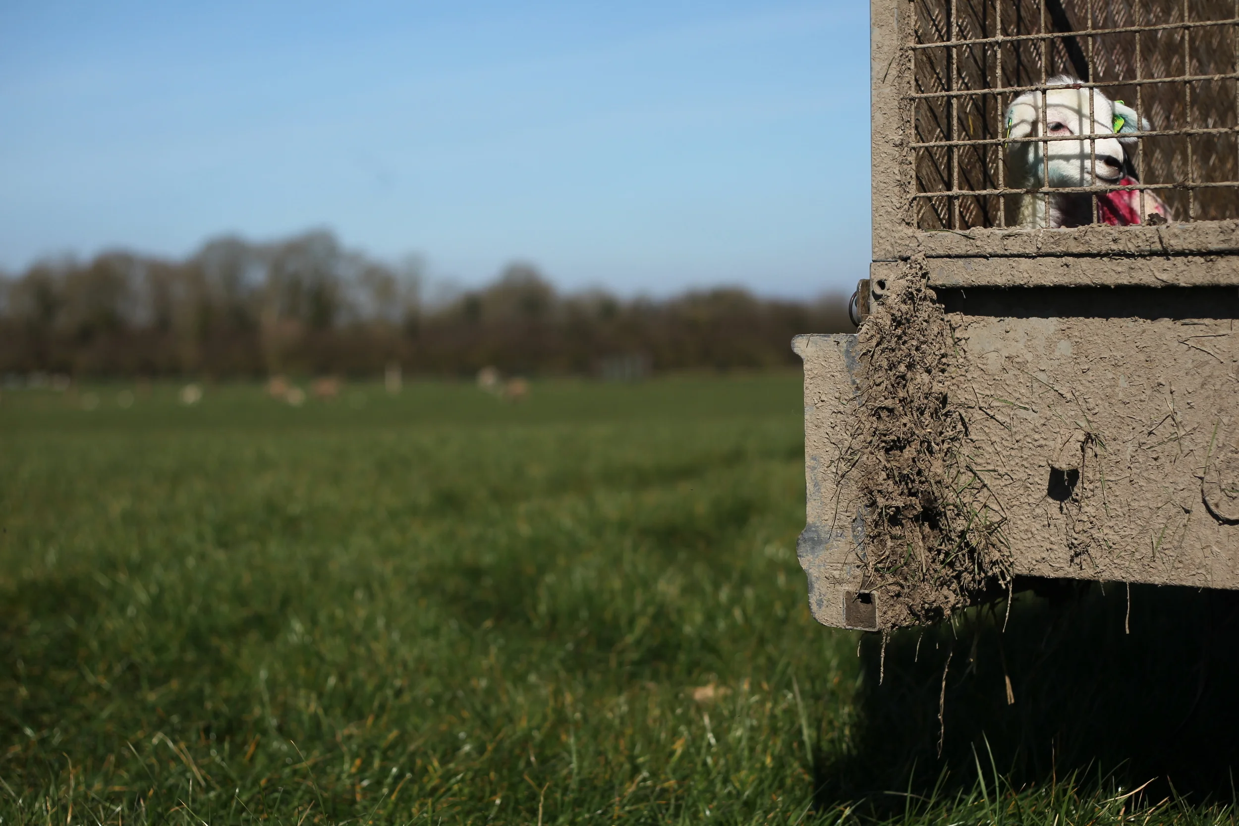 Lambing Nicholson Johnstown-043.JPG