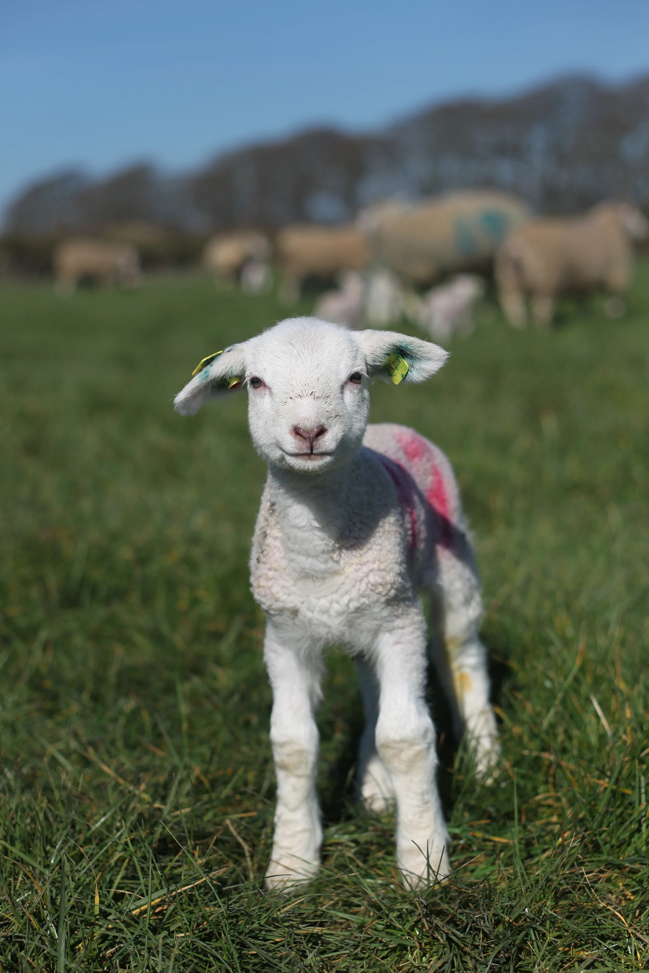 Lambing Nicholson Johnstown-095.JPG