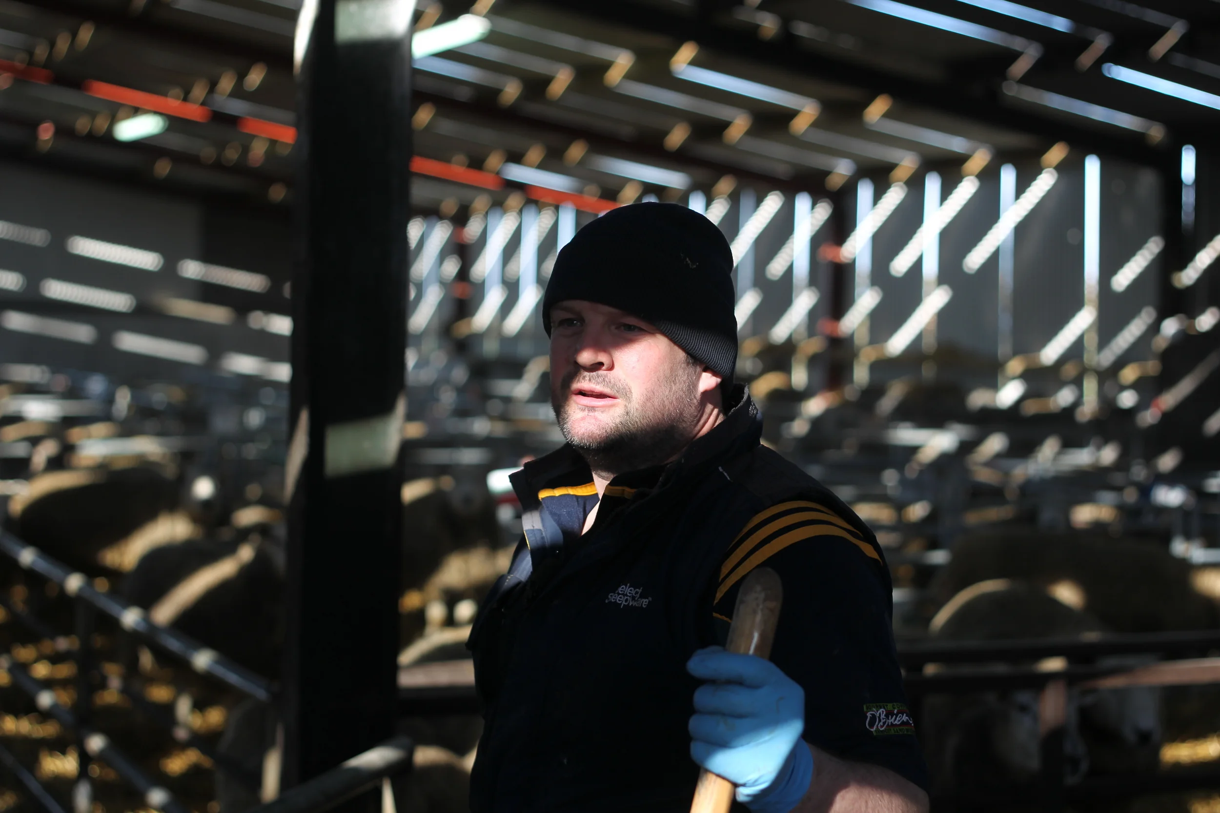 Lambing Nicholson Johnstown-104.JPG