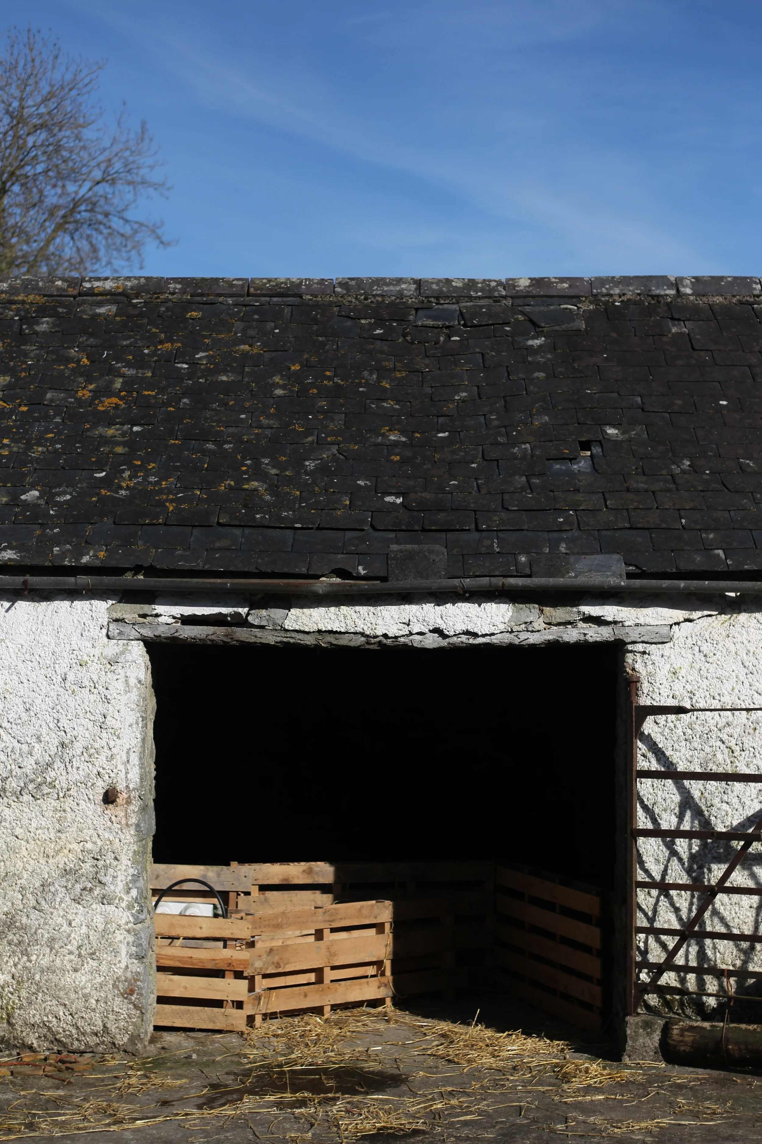 Lambing Nicholson Johnstown-114.JPG